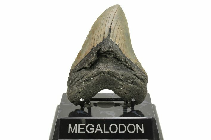 Serrated, Fossil Megalodon Tooth - North Carolina #294541